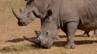 How cutting off rhino horns might help curb poaching
