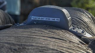 To avoid conflicts with locals, Zimbabwe tracks elephants with GPS